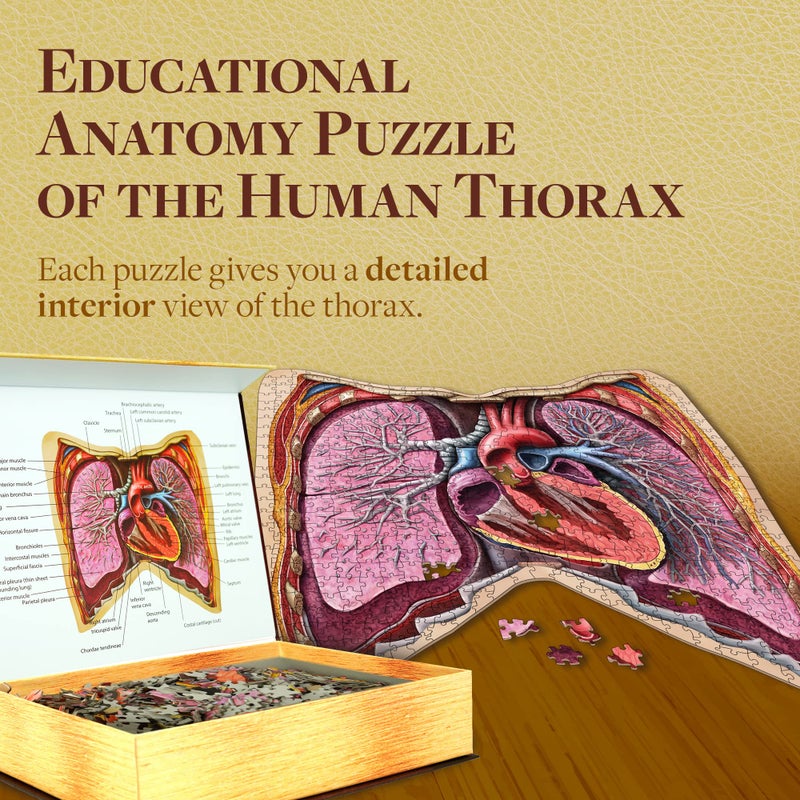 Genius Games Human Thorax Anatomy Puzzle - Adult Jigsaw Puzzles Unique Gifts for Kids, Nurses, Doctors, Medical Students, Educational Science - 411 Piece Teen Floor Puzzle - Genius Games Dr. Livingston Body Model - Image 4